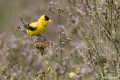 American Goldfinch