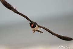 American Oystercatcher