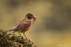 American Robin