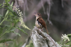 Carolina Wren