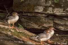 Common Mergansers