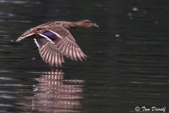 Mallard