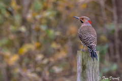 Northern Flicker