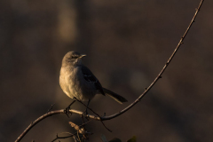 Northern Mockingbird