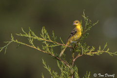 Orchard-Oriole-1-scaled