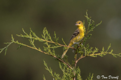Orchard Oriole