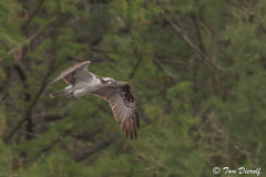 Osprey