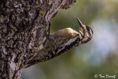 Yellow-Bellied Sapsucker (female)